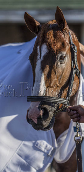 bee buck photography, bee buck, justify, churchill downs, kentucky, louisville, sports photography, equine photography, racehorse, horse racing
