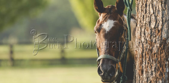 Bee Buck Photography, lousiville polo club, louisville polo, polo, polo pony, louisville, kentucky, tommy akers, cowboy cup